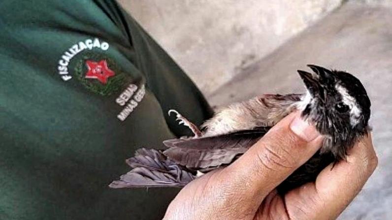 Conhecido como Bicudo-verdadeiro, Sporophila maximiliani é uma das espécies ameaçadas de extinção