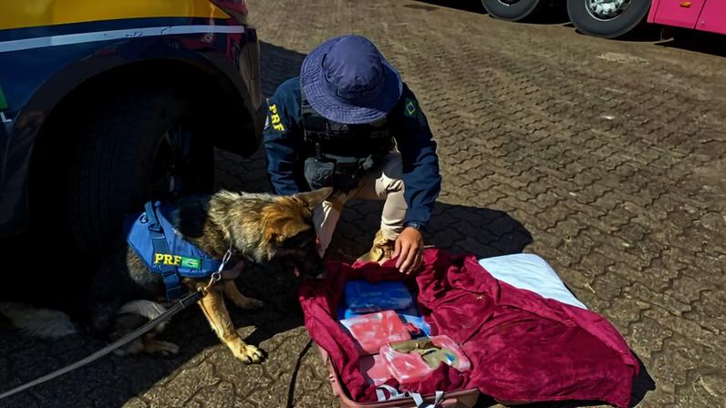 Ação contou com o auxílio de cão farejador