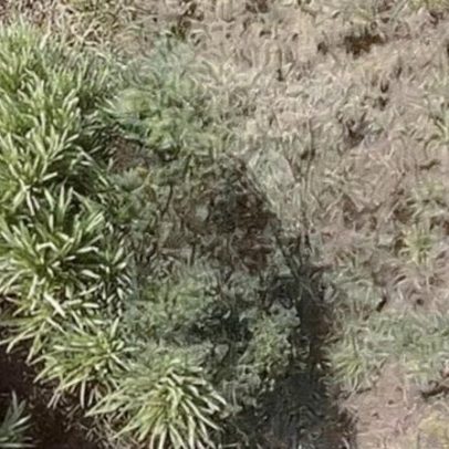 Policial desce de rapel para resgatar mulher desaparecida na Serra do Rola-Moça