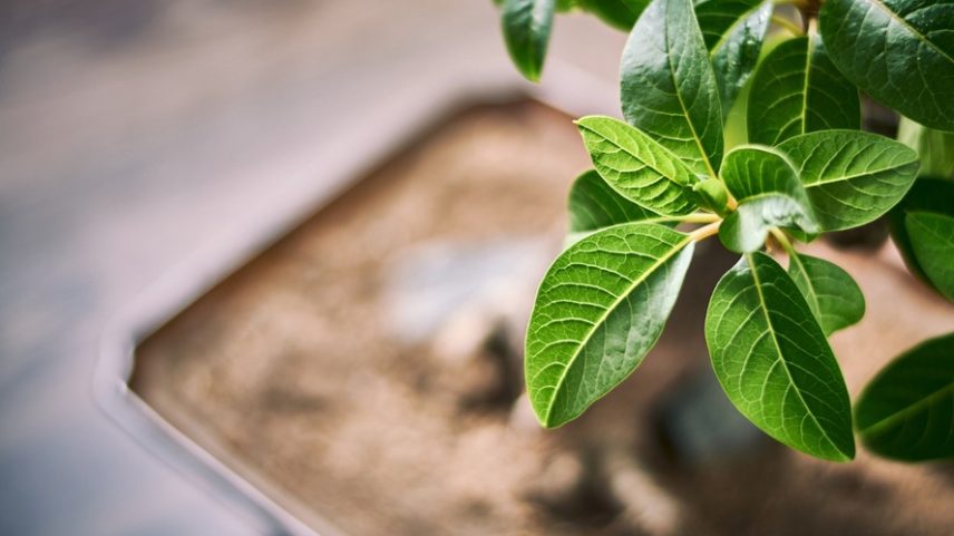 Mesmo saudável, a planta pode estagnar ao entrar em dormência ou atingir seu limite físico, momento em que cessa o gasto de energia com novos brotos