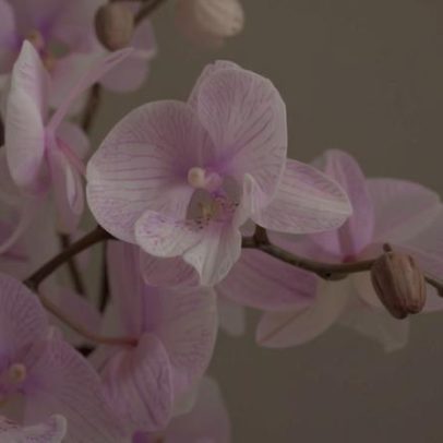 Cinco curiosidades que explicam por que as orquídeas são especiais