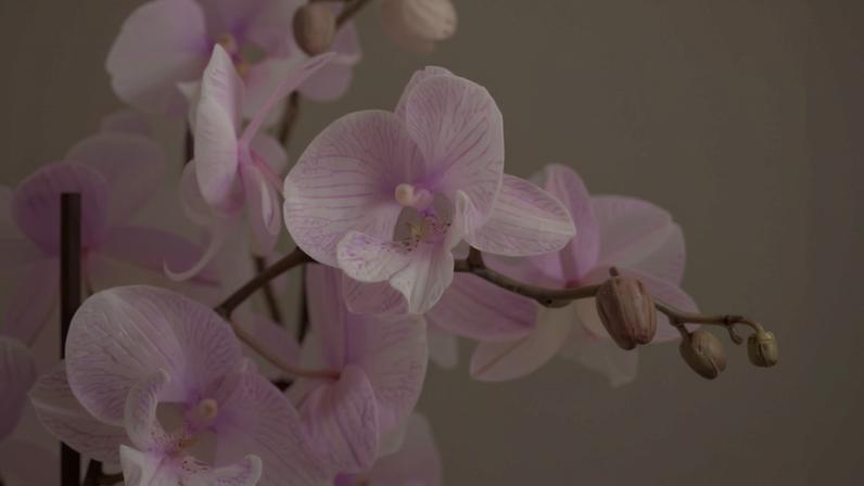 De técnicas de hidratação específicas à alta sensibilidade ambiental, as orquídeas têm diversas nuances que as tornam especiais