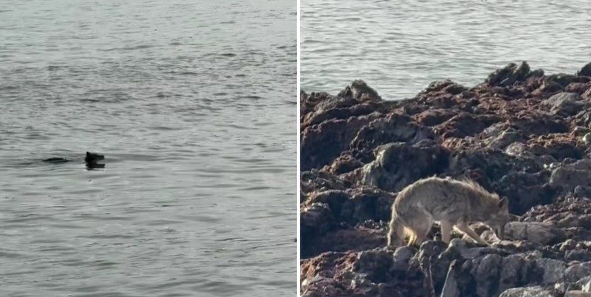 Coiote foi visto nadando até a ilha de Alcatraz, famosa por prisão histórica dos Estados Unidos