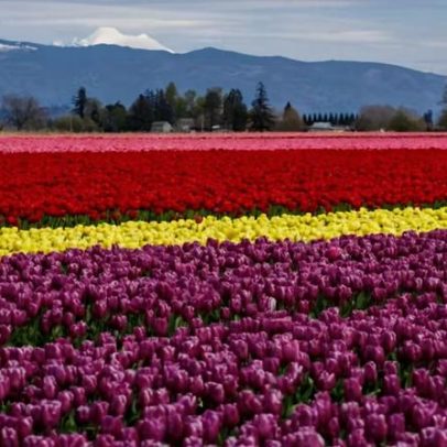 Tulipa: símbolo da Holanda e a primeira bolha financeira da história