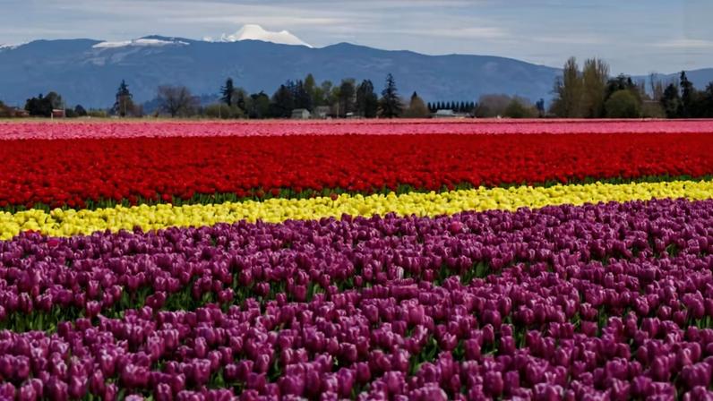 Com clima frio no inverno e ameno na primavera, a Holanda garantiu condições ideais para o cultivo da tulipa em larga escala