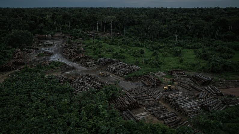 Todos os biomas do país tiveram redução da área desmatada