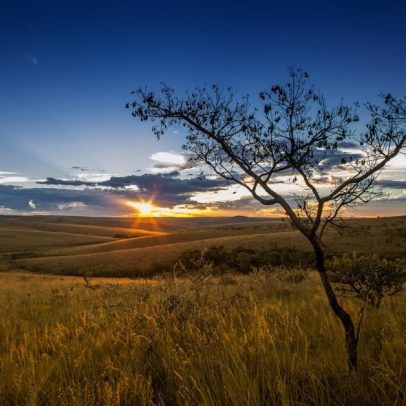BTG Pactual destina R$ 1,5 bi para restauração do Cerrado