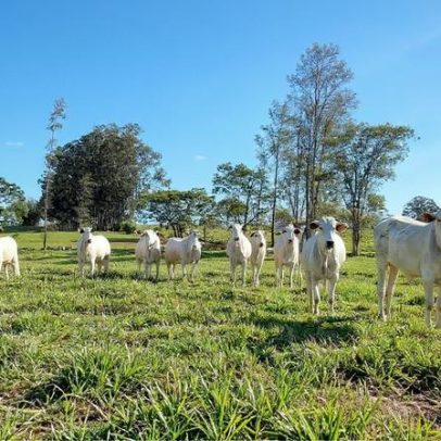 Mudança no consumo chinês afeta a Amazônia, aponta estudo