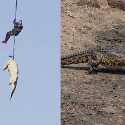 História por trás da imagem de crocodilo içado por helicóptero na África do Sul