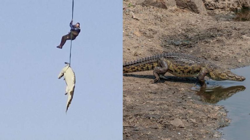 História por trás da imagem de crocodilo içado por helicóptero na África do Sul