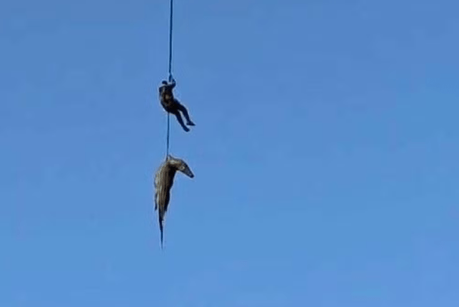 Operação 'altamente perigosa': momento que policial recupera restos mortais em crocodilo. (@CapricornFMNews/Twitter)