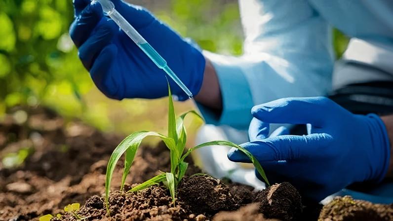 Tratamento biológico de sementes e lavouras