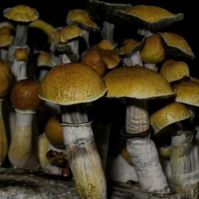 Uma dose de cogumelo mágico pode alterar a estrutura e a atividade do cérebro