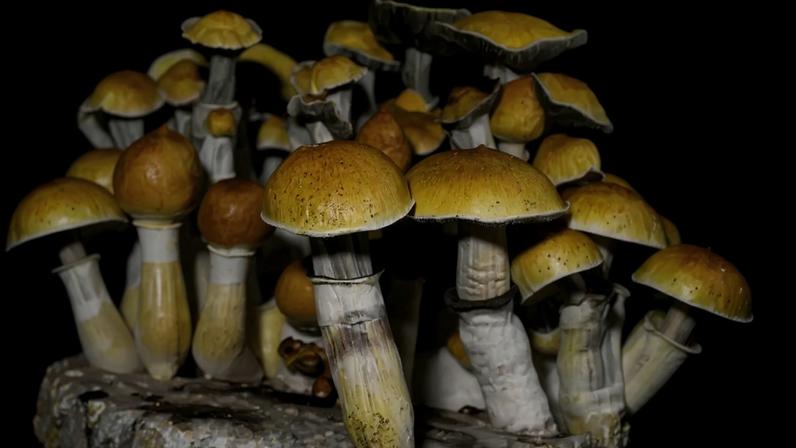 Imagem de cogumelos da espécie Psilocybe cubensis.