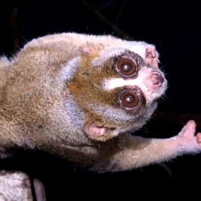 Quatro mamíferos venenosos existem e são pouco conhecidos