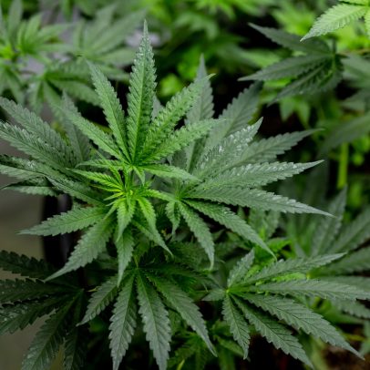 Anvisa simplifica prescrição de cannabis medicinal e autoriza exportação