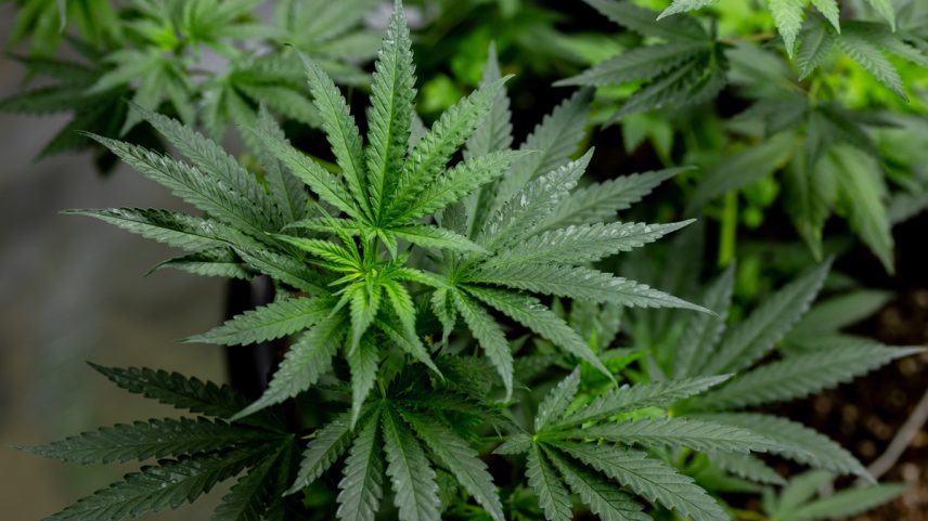 Folhas de maconha, cannabis em fundo escuro, belo cenário, cultivo indoor. Metrópoles