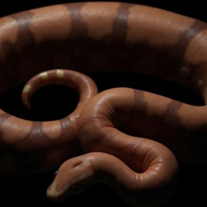 Fóssil encontrado na Índia revela serpente gigante entre as maiores já vistas