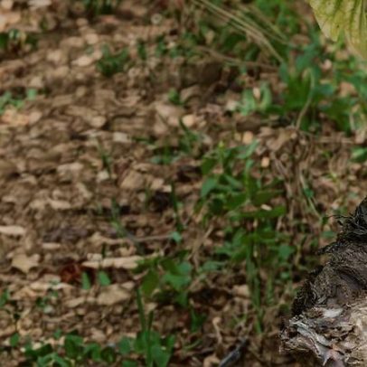 Guia de Borgonha branca: como descobrir o que você gosta