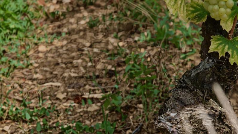 Guia de Borgonha branca: como descobrir o que você gosta