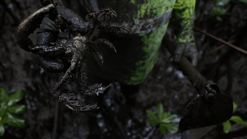 Paranaguá (PR), 18/05/2026 – O pescador Antônio Souza captura caranguejos-uçá (Ucides cordatus) no manguezal da Baía de Paranaguá, área monitorada pelo Programa de Recuperação da Biodiversidade Marinha (Rebimar). Foto: Fernando Frazão/Agência Brasil