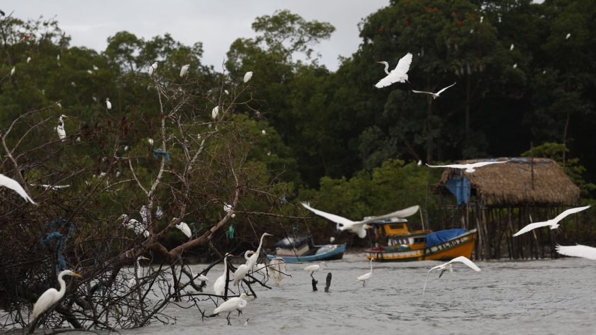 Bragança (PA), 13/06/2025 – Garças no manguezal de Ajuruteua, próximo à Vila dos Pescadores, na área da Reserva Extrativista Marinha de Caeté-Taperaçu. Foto: Fernando Frazão/Agência Brasil