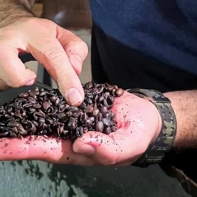 Café de menor pegada de carbono atinge primeira colheita no Brasil