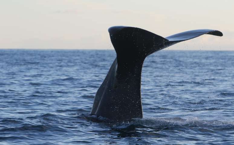 Cachalote é o animal mais barulhento do mundo