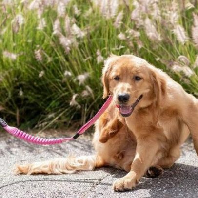 Dermatite atópica em pets: como reduzir a coceira e melhorar o conforto