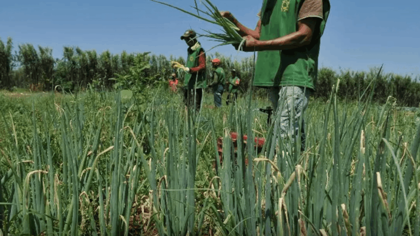 A nova fase do Desenrola Rural deve atender mais 200 mil agricultores familiares até julho