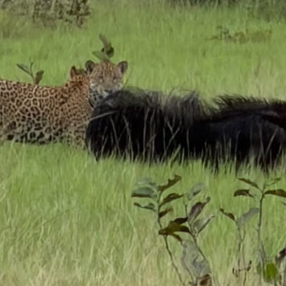 Vídeo registra briga entre tamanduá-bandeira e onça-pintada