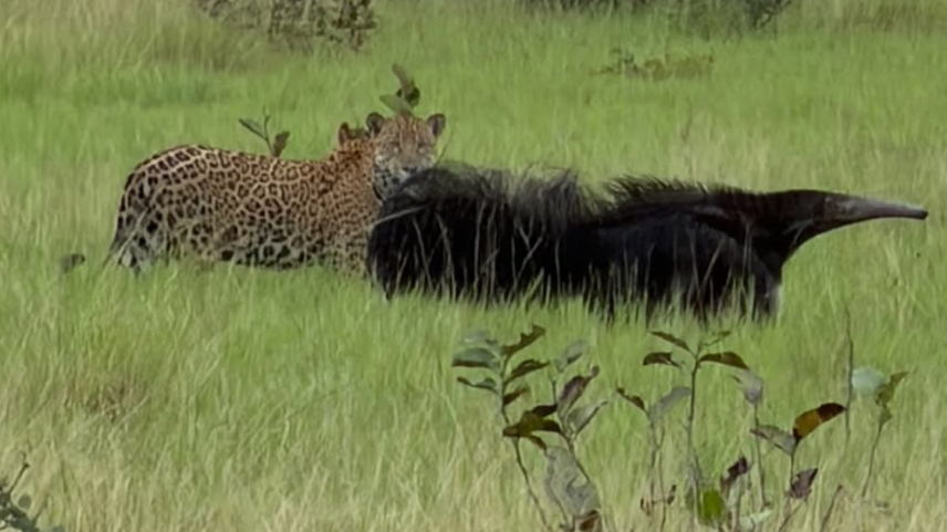 Onça-pintada e tamanduá-bandeira se enfrentam em briga
