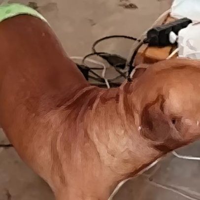 Pitbull impede idoso de ser agredido pelo filho