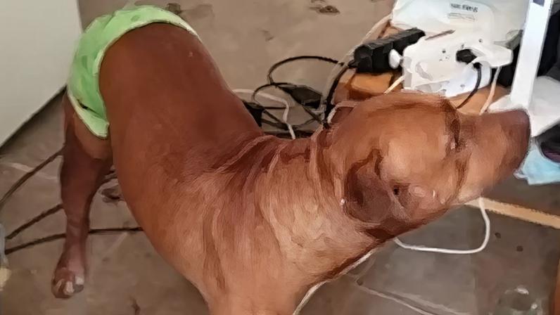 Pitbull salva idoso de ser agredido pelo próprio filho