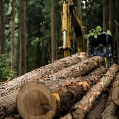 Desmatamento no Brasil fica abaixo de 1 milhão de hectares em 2025