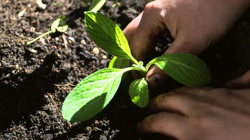 Hands tending to a small plant in the dirt.