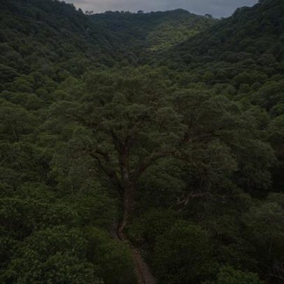Desmatamento da Mata Atlântica cai 28% em um ano