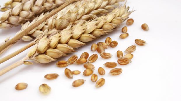 Glúten: nutriente de cereais dispara reações e problemas em pessoas com doença celíaca