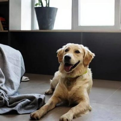 Descubra quantas horas seu cachorro pode ficar sozinho em casa