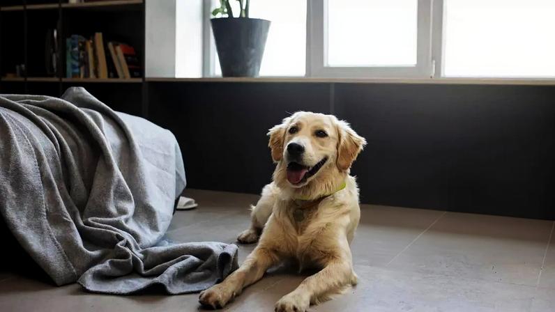 Deixar o cachorro sozinho por muitas horas pode fazer mal; entenda