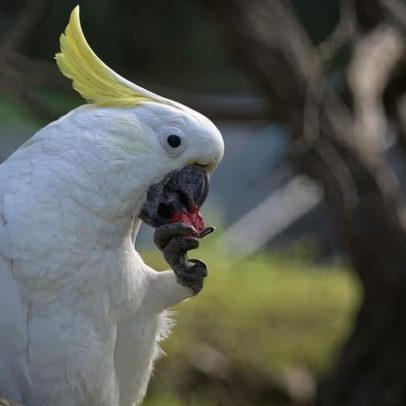 Papagaios aprendem a experimentar novos alimentos imitando outras aves