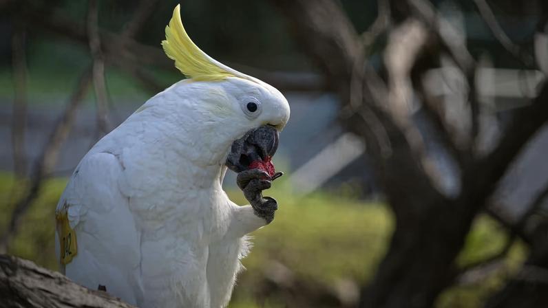 Uma cacatua-de-crista-amarela come uma amêndoa vermelha como parte de um experimento