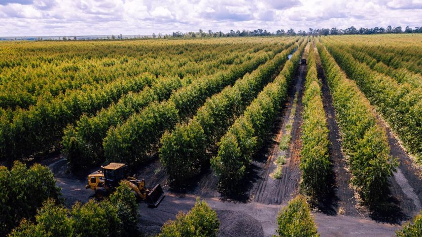 Minas Gerais tem 2.2 milhões de hectares de plantação de eucalipto