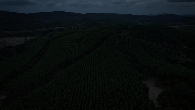 Fazenda de eucaliptos em Alvinópolis, região Central de Minas - silvicultura