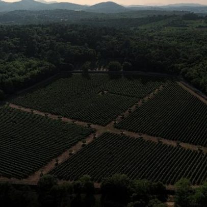 Solo vivo reforça expressão do terroir em vinhos