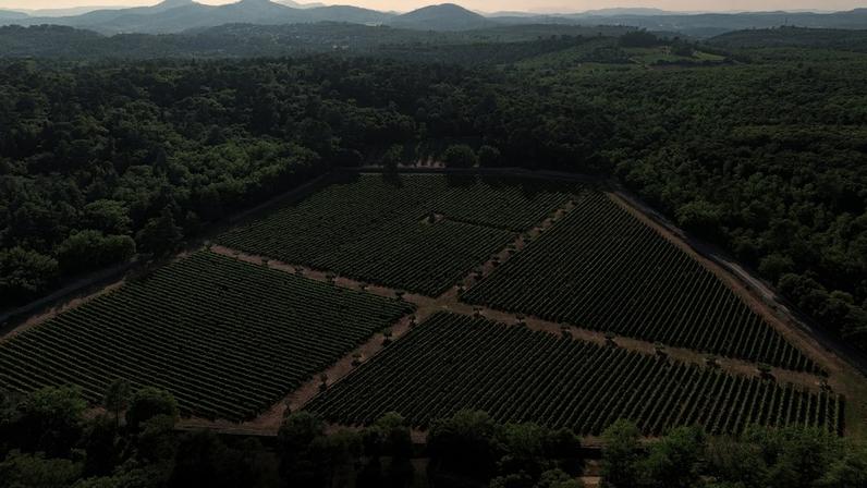 Solo vivo reforça expressão do terroir em vinhos