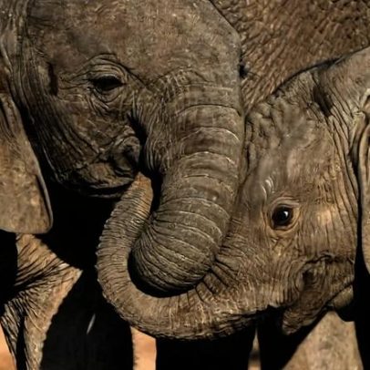 Trump chama caça de troféu de horror show e autoriza 300 troféus de elefante