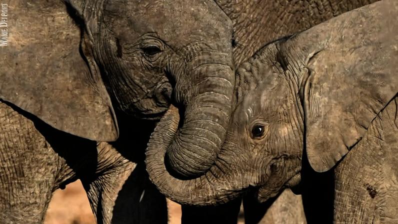 African savanna elephants are endangered, after years of poaching for their ivory, decimated their numbers. Now, their habitats are fast-shrinking due to human activities.