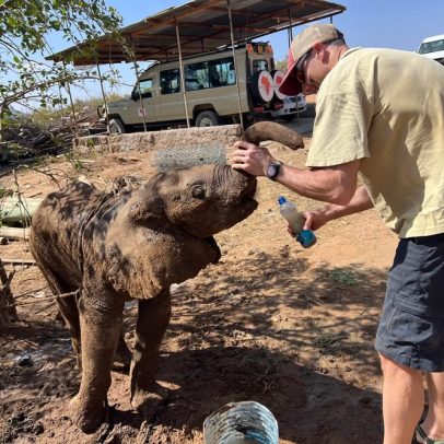 Elefante de 4 meses é devolvido à família em vídeo