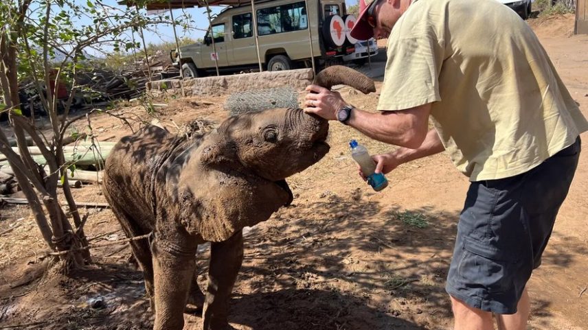 Pesquisador ofereceu água ao pequeno filhote após ele se perder perto de um acampamento turístico